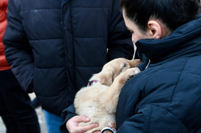 Altıeylül’de 228 Köpek Yuva Bekliyor: Sahiplendirme Seferberliği Başlatıldı