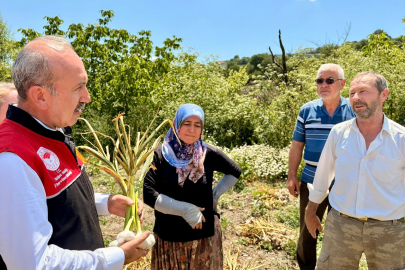 BALIKESİR’DE SARIMSAK HASADI SÜRÜYOR