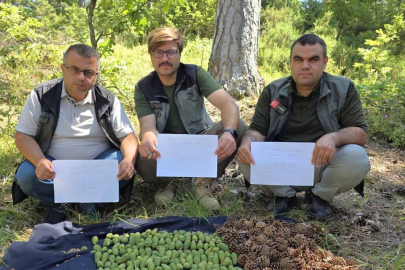 BALIKESİR ORMANLARINDA "BOL TOHUM YILI" SEVİNCİ