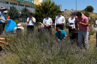 BURHANİYE'DE LAVANTA HASADI BAŞLADI