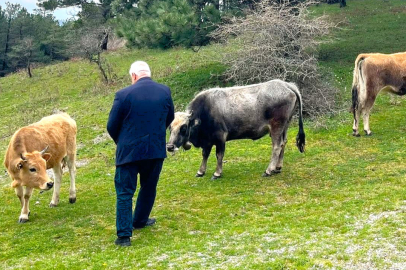 KAZDAĞLARI'NDA YAŞAYAN KADİM MİRAS: BOZ IRK