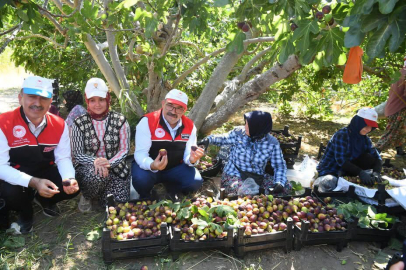 COĞRAFİ İŞARETLİ HAVRAN SİYAH İNCİRİNDE HASAT BAŞLADI