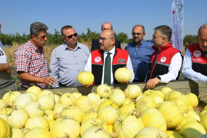 BANDIRMA’DA ATA TOHUMUYLA YETİŞEN BEYAZ KAVUNDA HASAT BAŞLADI