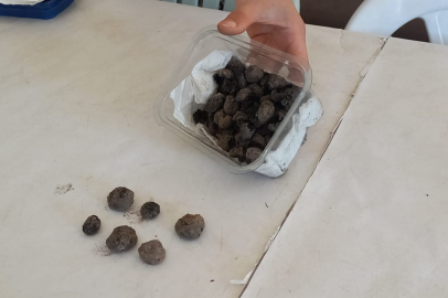 HAVRAN’DA 8 BİN 300 YILLIK İNCİR KALINTILARI BULUNDU