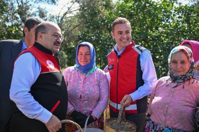 AKIN, ALTINOVA MAHALLESİ’NDE GERÇEKLEŞTİRİLEN ZEYTİN HASADINA KATILDI