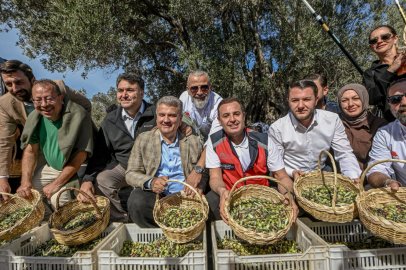 AKIN, HAVRAN’DA ZEYTİN HASAT ŞENLİĞİNE KATILDI