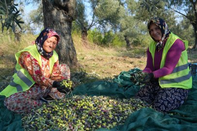 BURHANİYE BELEDİYESİ’NDE ZEYTİN HASADI BAŞLADI