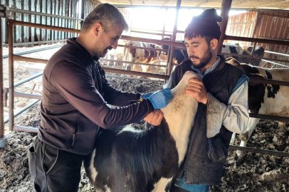BALIKESİR'DE BRUSELLOZ PROGRAMI